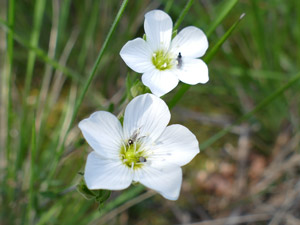 Sabline des montagnes - Arenaria montana Caryophyllaceae