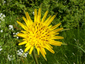 salsifis des prés - Barbe-de-bouc - Tragopogon pratensis Asteraceae
