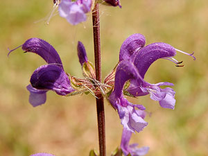 Sauge commune - Sauge des prés  - Salvia pratensis Lamiaceae 