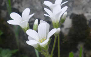 Saxifrage granulée - Saxifrage à bulbilles - Saxifraga granulata Saxifragaceae