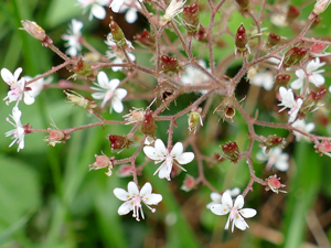 Saxifrage hérissée - saxifrage hirsute - faux désespoir-des-peintres - Saxifraga hirsuta Saxifragaceae