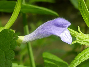 Scutellaire à casque - Grande toque - Scutellaria galericulata Lamiaceae
