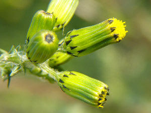 Séneçon commun - Séneçon vulgaire  - Senecio vulgaris Asteraceae