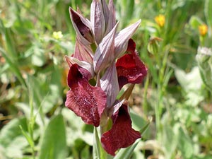 Sérapias en cœur - Serapias cordigera Orchidaceae