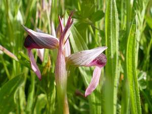 Sérapias langue - Serapias lingua Orchidaceae