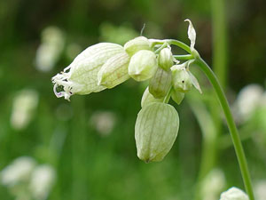 Silène commun - Silène enflé - Silene vulgaris Caryophyllaceae