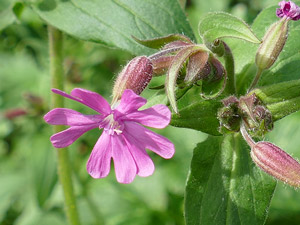 Silène dioïque - Compagnon rouge - Silene dioica - Melandrium dioicum - Lychnis diurna Caryophyllaceae