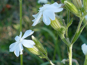 Silène à larges feuilles - Compagnon blanc - Lychnis à grosses graines - Silene latifolia Caryophyllaceae