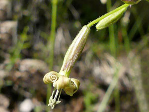 Silène penché - Attrape-mouches - Cornillet - Silene nutans Caryophyllaceae