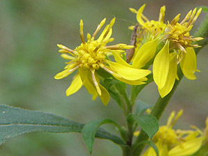 Solidage verge d'or - Solidago virgaurea Asteraceae