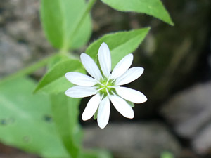 Stellaire aquatique - Céraiste aquatique - Myosoton aquaticum Caryophyllaceae