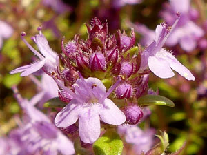 Serpolet - Thym serpolet - Thymus serpyllum Lamiaceae