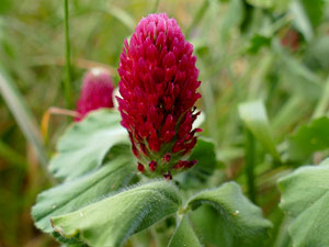 Trèfle incarnat - Farouche - Trèfle du Roussillon - Trifolium incarnatum Fabaceae