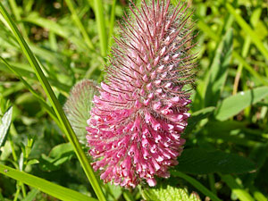 Trèfle rougeâtre - Trifolium rubens Fabaceae