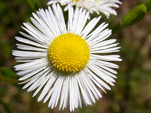 Vergerette annuelle - Erigéron annuel - Erigeron annuus Asteraceae