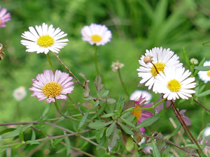 Vergerette de Karwinski - Vergerette mucronée - Pâquerette des murailles - Erigeron karvinskianus Asteraceae