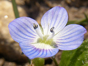 Véronique commune, Véronique de Perse - Veronica persica Scrophulariaceae