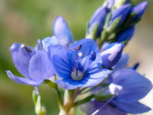 Véronique couchée - Veronica prostrata Scrophulariaceae