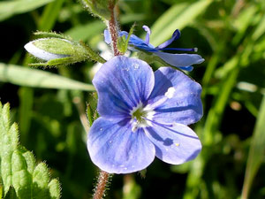 Véronique petit-chêne - Veronica chamaedrys Scrophulariaceae
