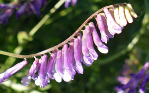 Vesce de Cerdagne - Vesce velue -  - Vicia villosa - Vicia varia Fabaceae