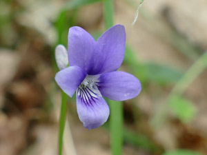 Violette sauvage - Violette des bois - Violette de Reichenbach - Viola silvestris - Viola reichenbachiana Violaceae