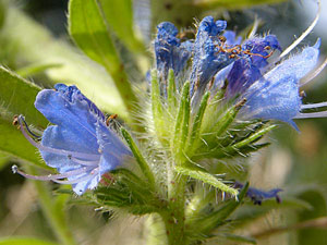Vipérine commune - Echium vulgare Boraginaceae