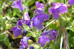 Vipérine faux-plantain - Echium plantagineum Boraginaceae